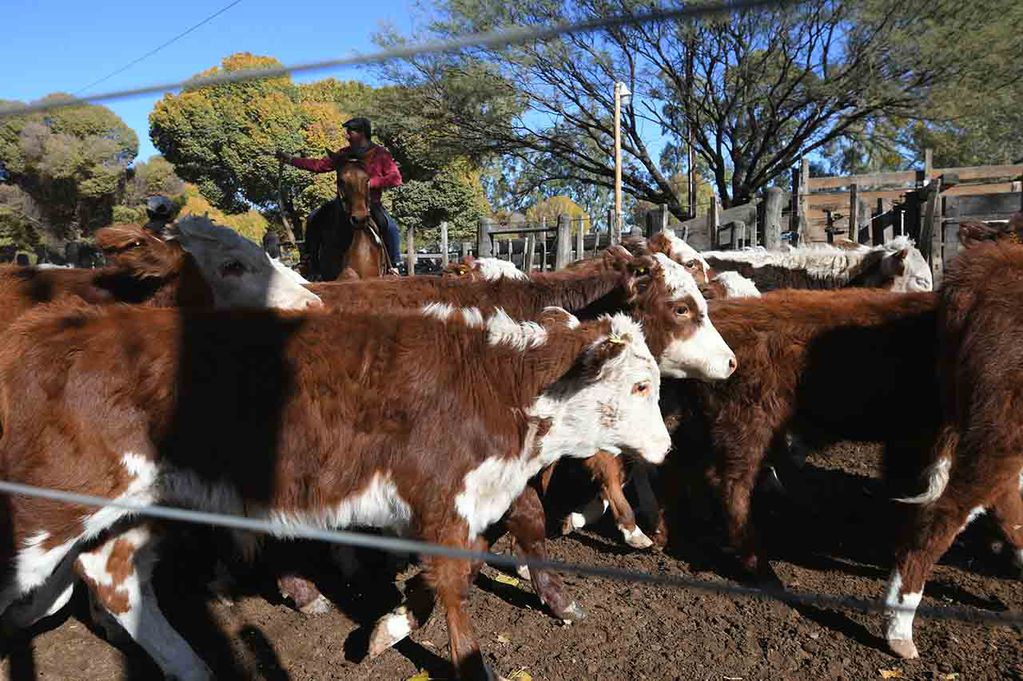 La provincia de Mendoza cuenta con un total de 3.420 productores bovinos registrados a través de un RENSPA ganadero.