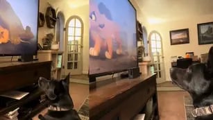 Video: grabó a su perro mientras veía el “Rey león” y su reacción se hizo viral