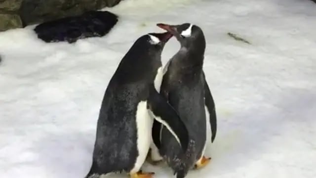A finales de los años 1990, Roy y Silo, dos pingüinos yugular machos del zoológico de Nueva York intentaron aparearse.  AFP 