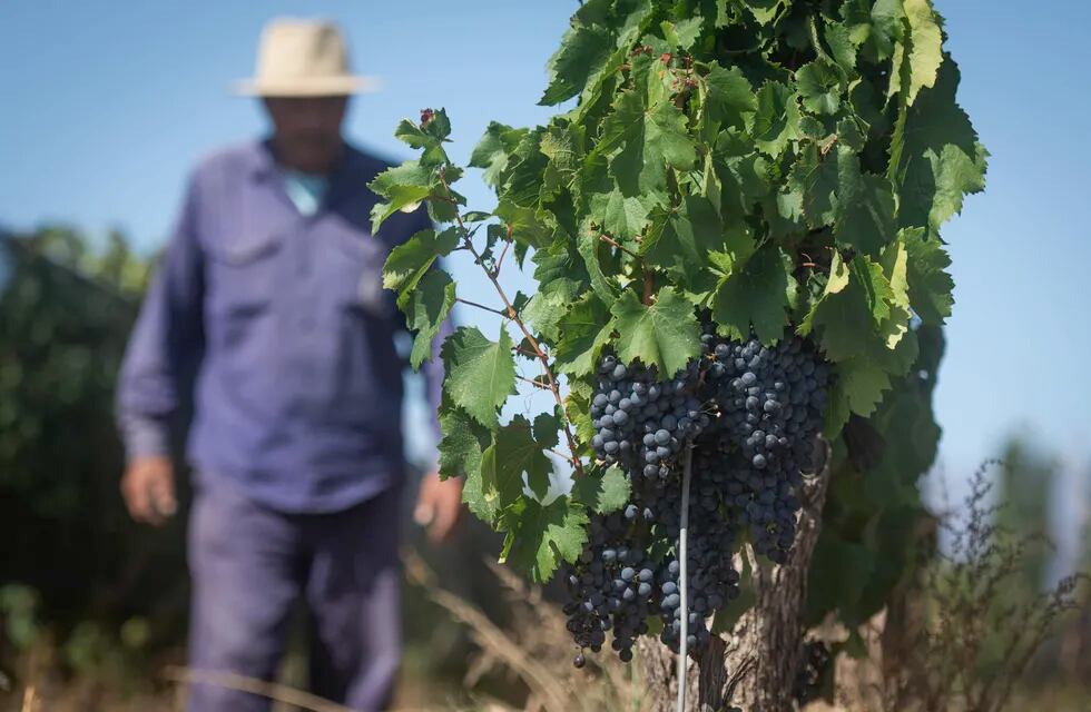 Mendoza es la primera región vitivinícola del mundo en celebrar este día con fuerza de ley. - Archivo
