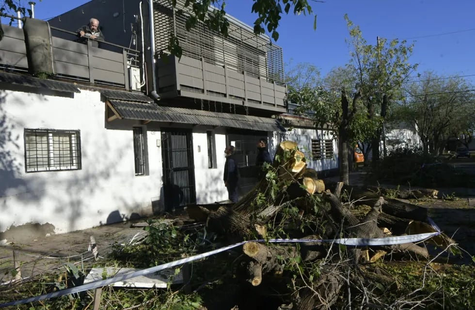 El día después de la catástrofe: Guaymallén, el departamento más golpeado por el temporal y sus consecuencias. En San José hubo varios árboles caídos. Foto: Orlando Pelichotti / Los Andes.