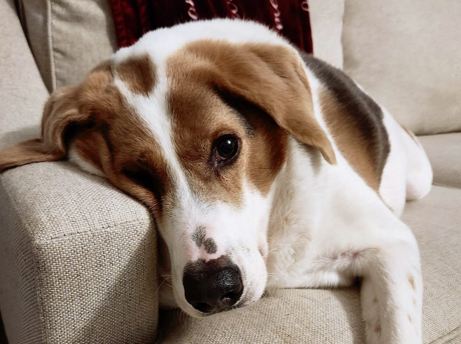 Cooper, el perro sin cuello que es furor en las redes sociales