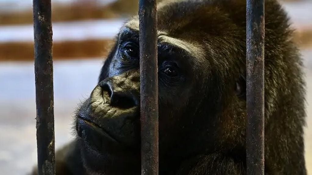 Activistas exigen la liberación de Bua Noi, el gorila más solitario del mundo. Foto: 20 Minutos.