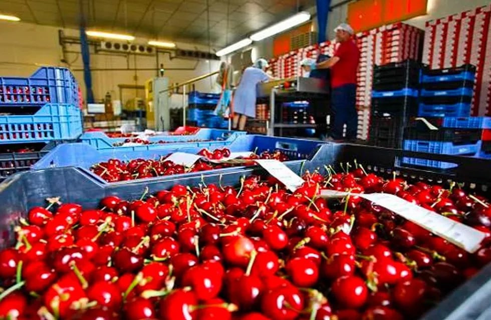 Comienzan a exportarse cerezas mendocinas a Estados Unidos sin necesidad de tratamientos cuarentenarios