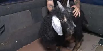 Rescataron a un chivito y a una gallina que iban a ser sacrificado en un templo umbanda de Buenos Aires