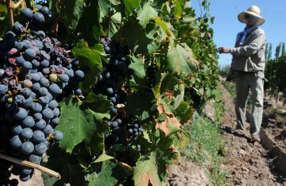 Salario: 110% de aumento entre marzo y mayo para empleados de viñas.