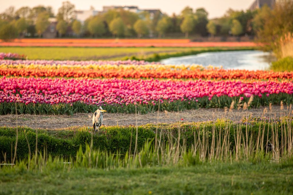 Símbolo. El tulipán se asocia con los sentimientos cálidos y sinceros. (Gentileza: Pixabay)
