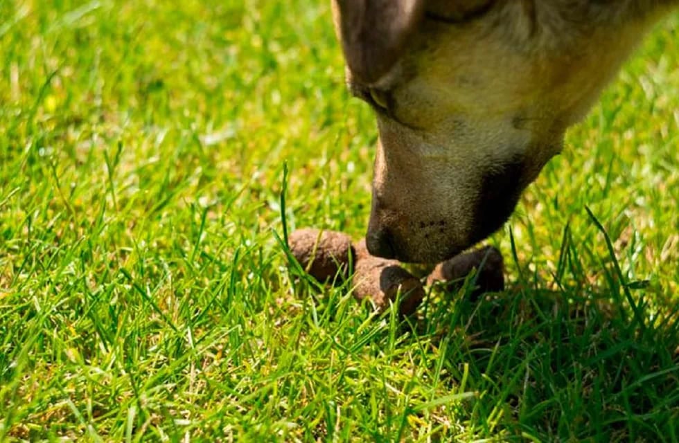 Por qué los perros comen su materia fecal (Imagen ilustrativa / Web)