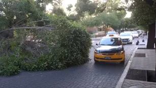 Una enorme rama cayó en calle Pedro Molina y hay desvío de vehículos