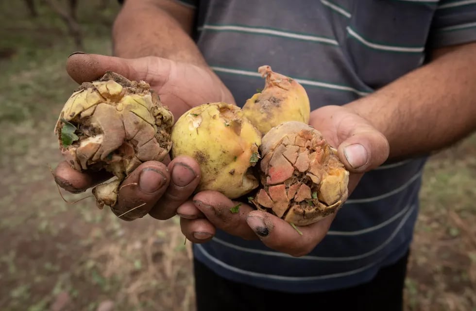 La mayoría de las pérdidas son en viñedos, también afectó frutales y chacras con plantaciones de pimientos, tomates y zapallos. Foto: Ignacio Blanco / Los Andes