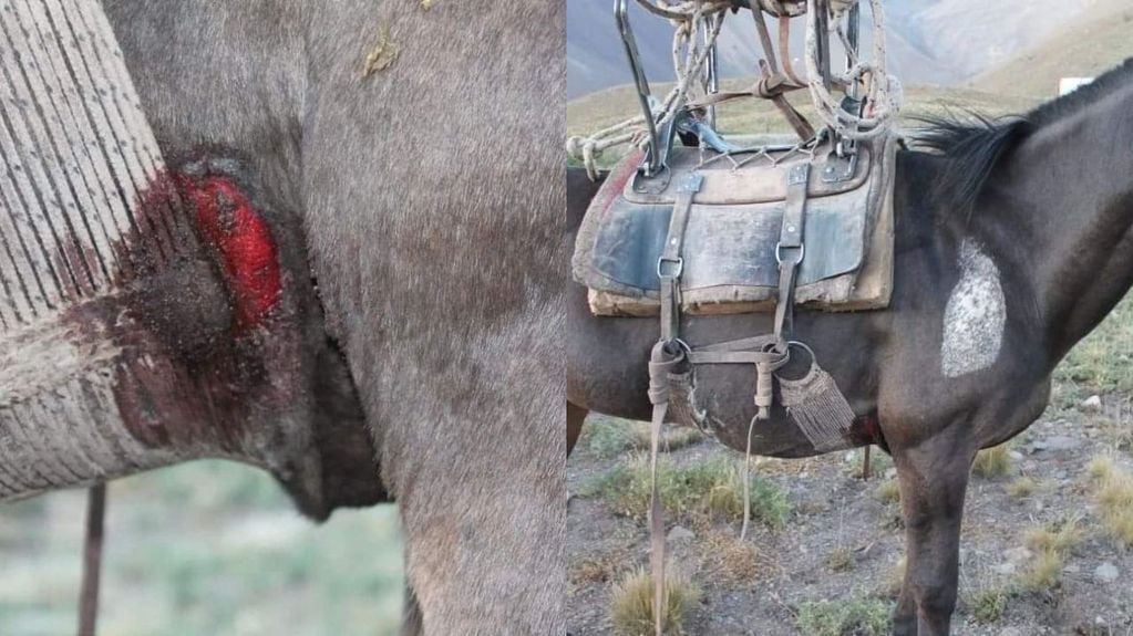 Denuncian maltrato animal hacia las mulas de carga en el Aconcagua.