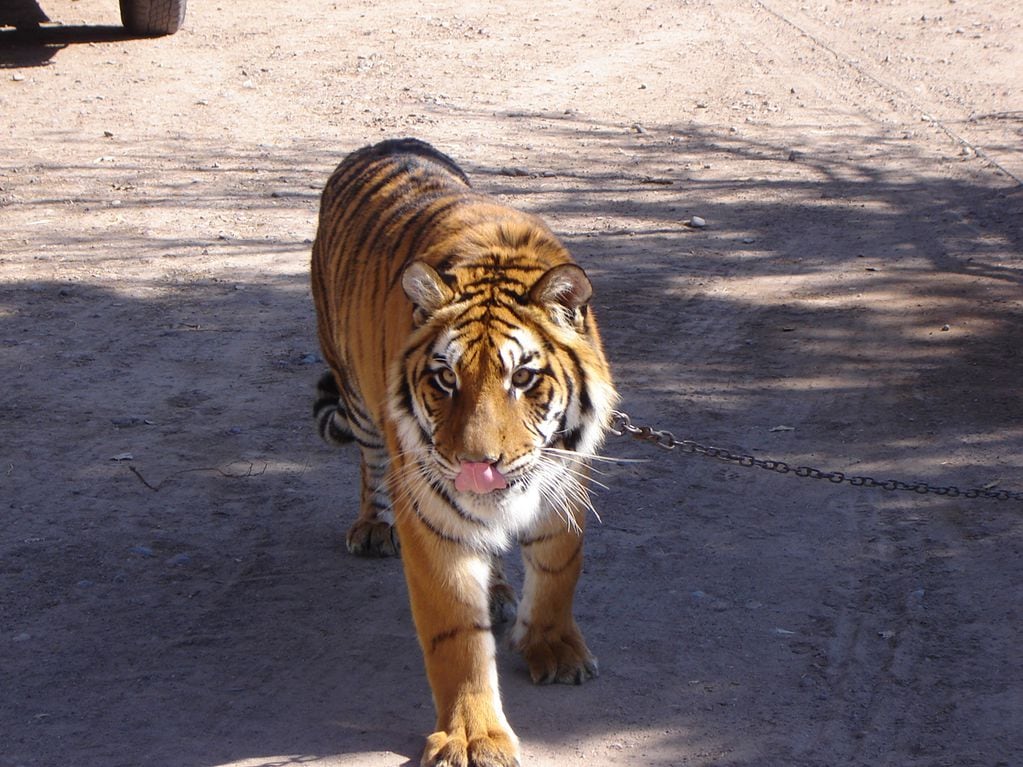 Historias del Zoo de Mendoza: Violeta, la tigresa de un circo que vivía encadenada y era exhibida al público. Foto: Gentileza.