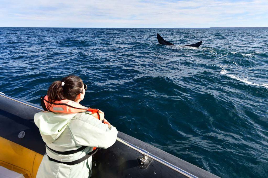 Avistaje de ballenas en Puerto Piramides, Chubut. (Telam)