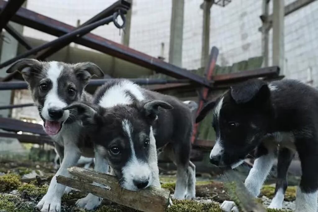 Decenas de perros habitan las calles abandonadas de Chernobyl.