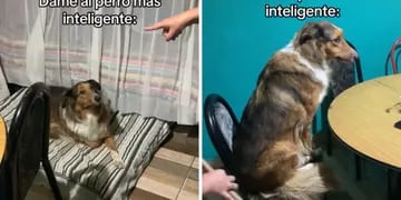 Video: la inteligencia de una perra sorprendió en las redes con sus asombrosas habilidades