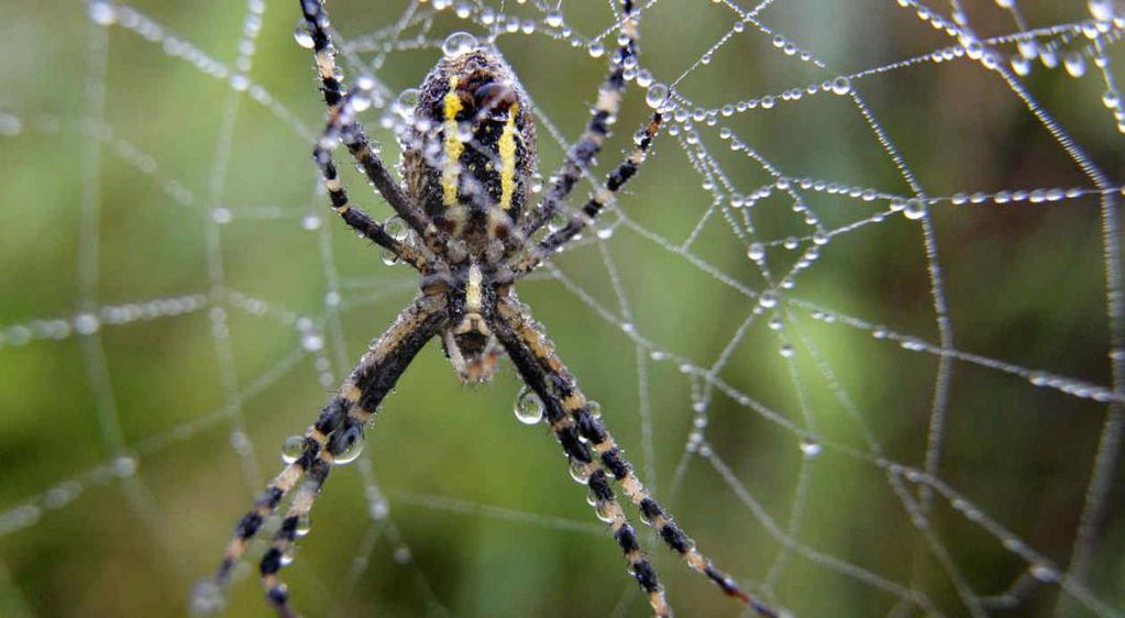 ¿Qué significa soñar con arañas?
