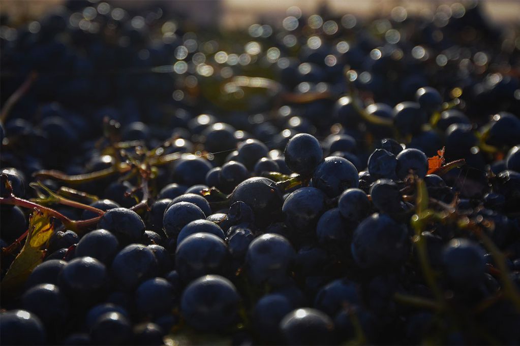 Este año se espera una merma en la cantidad de uva disponible. - Foto: Claudio Gutiérrez / Los Andes