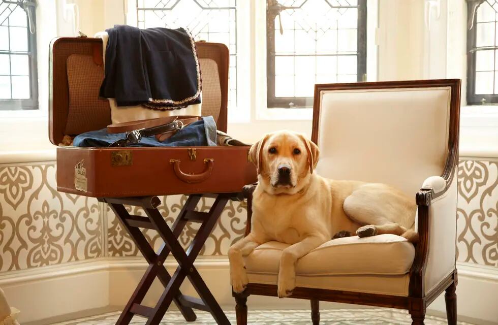 Viajes “Petfriendly”: consejos para volar con  tu perro en estas vacaciones  