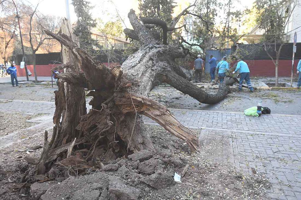 Un árbol cayó por el fuerte viento zonda en Mitre casi Rivadavia de Ciudad