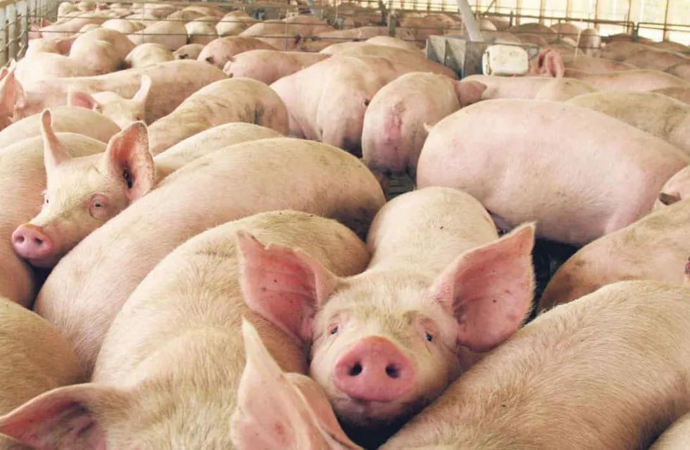 La rentabilidad de las granjas porcinas cayó drásticamente en el primer trimestre y las de menor rendimiento están trabajando a pérdida.