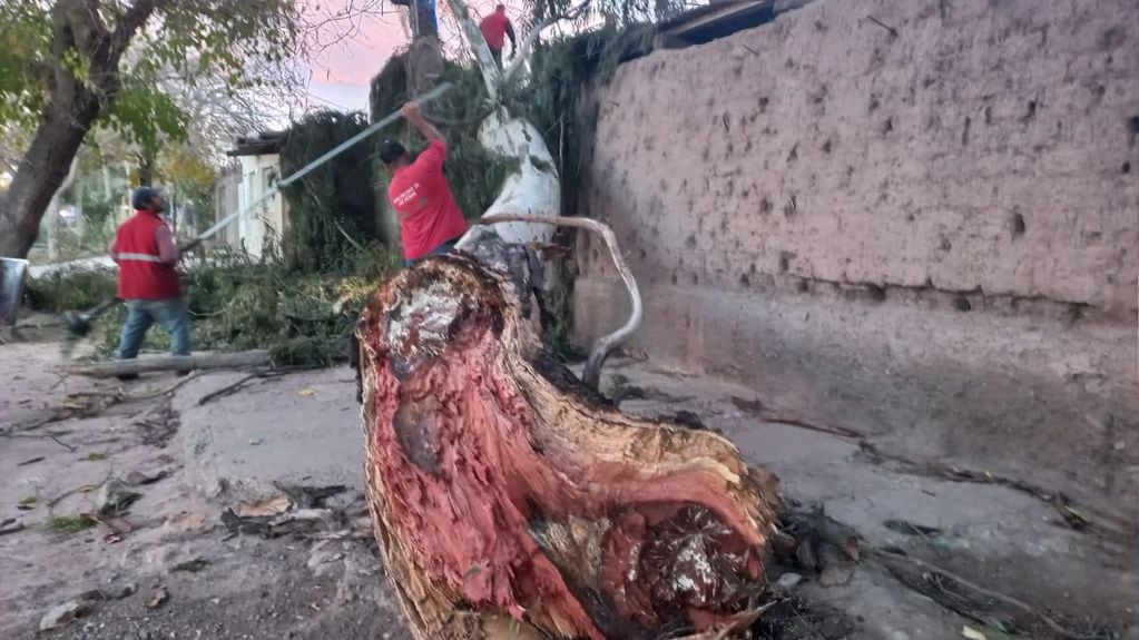 Árboles caídos por el Zonda en Las Heras, uno de los departamentos más dañados.