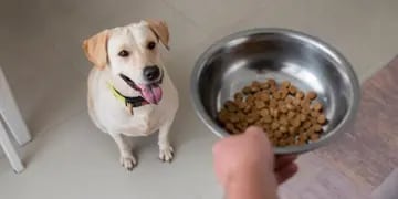 BNA: qué días comprar para ahorrar $4.500 en alimento para mascotas