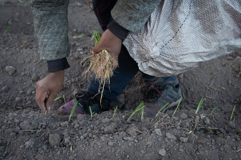 La horticultura es central para Mendoza, pero la actividad se viene concentrando en menos manos.
Foto: Ignacio Blanco / Los Andes