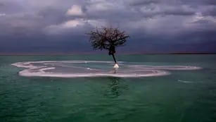 El único árbol que crece en medio del Mar Muerto