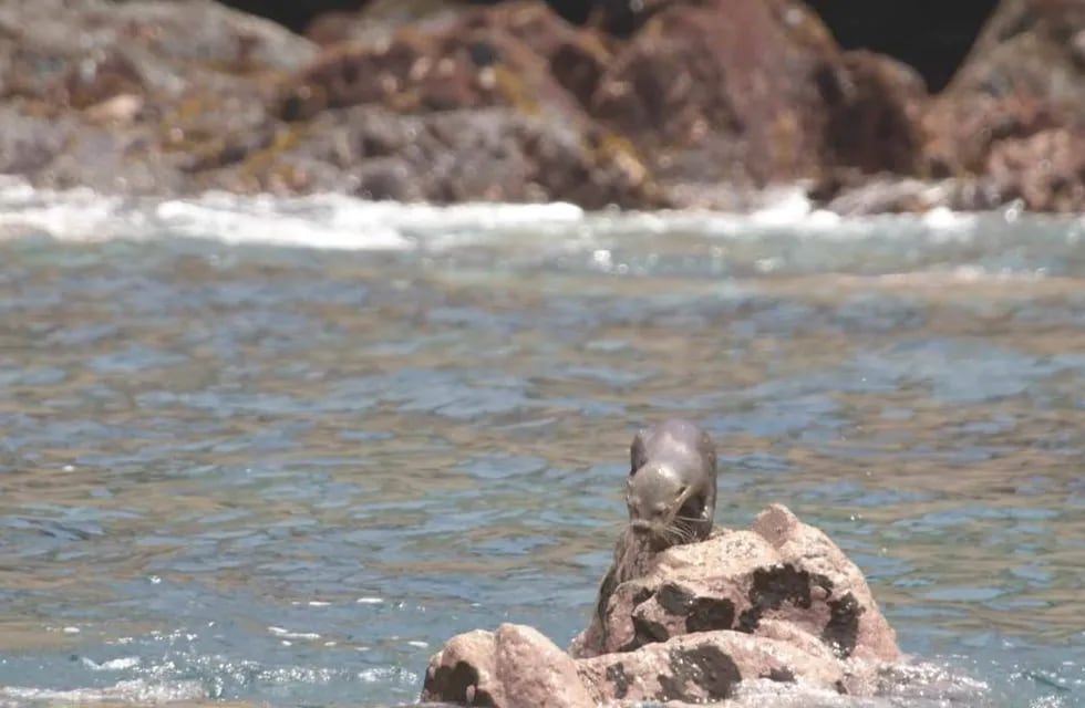 La isla chilena ubicada frente a La Serena y que permite disfrutar de delfines, pingüinos y ballenas. Foto: Turismo La Serena.