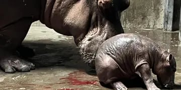 Nace bebé en hipopótamo en Cincinnati
