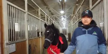 Presentaron el primer caballo clonado para deportes ecuestres en China