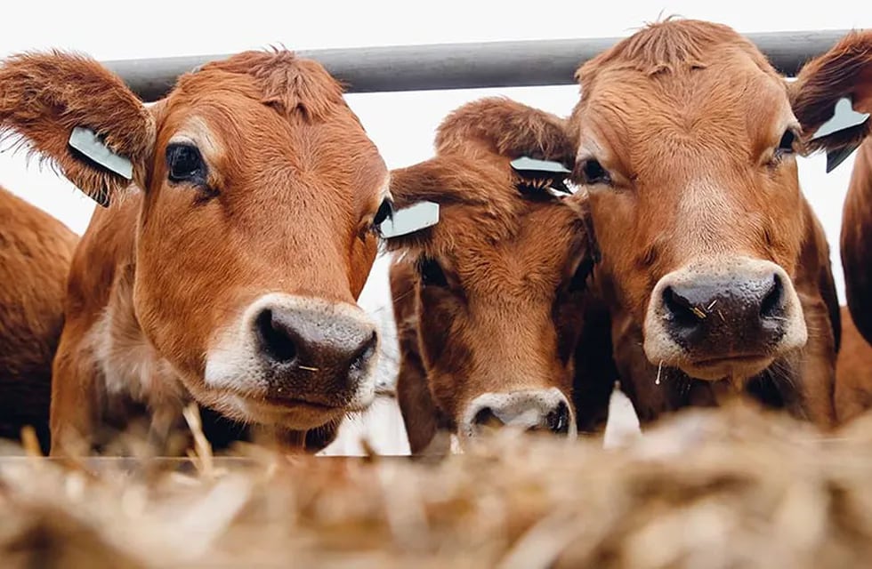 Con una vacuna el potencial de reducir la cantidad de metano que eructan las vacas es de un 30% o más.