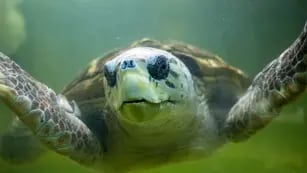 Comenzó el traslado del tortugo Jorge a Mar del Plata