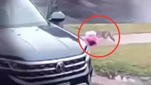 Video: un coyote atacó a una niña de dos años y su papá la rescató