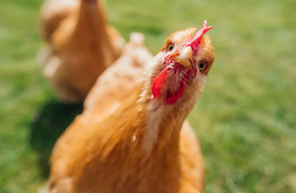 Según informa las fuerzas de seguridad de Tisma, el hecho se habria desencadenado por el pedido de matar una gallina para las fiestas