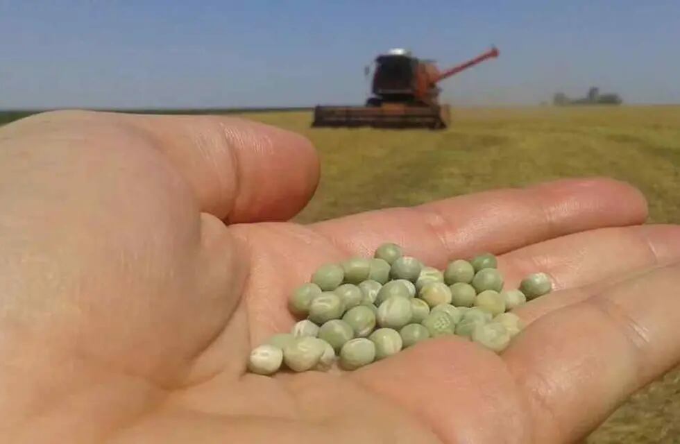Arvejas. Otra legumbre que tiene alto potencial en la Argentina. (Clarín Rural)