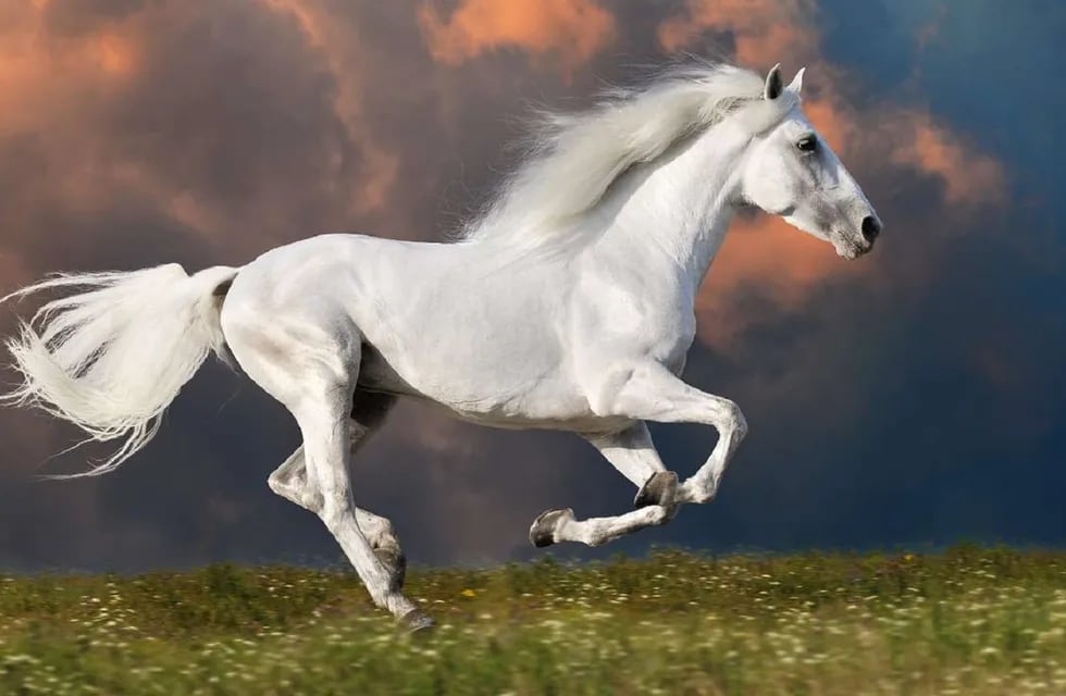 ¿Qué significa soñar con caballos? Imagen ilustrativa / Web