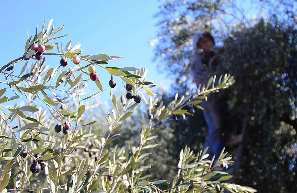 Para obtener este aceite de oliva alto en polifenoles, las aceitunas se cosechan muy verdes y se congelan. Foto: Marcelo Rolland