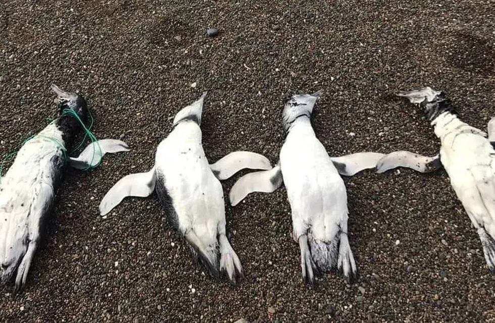 Chubut. Los pingüinos tenían marcas de ahorcamiento. (Foto / Twitter @PlayaUnionRW)
