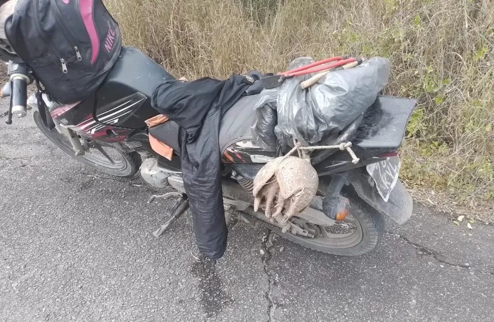 La Policía recuperó a un quirquincho que llevaban atado en la parte trasera de una moto. Gentileza La Gaceta.