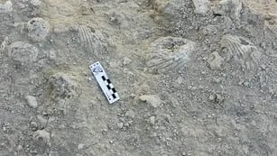 Nuevo fósil de una especie de braquiópodo