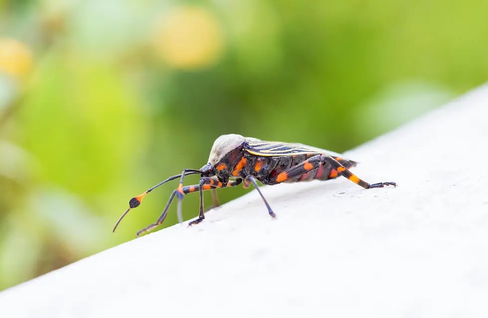 El Chagas se encuentra en la lista de enfermedades desatendidas.