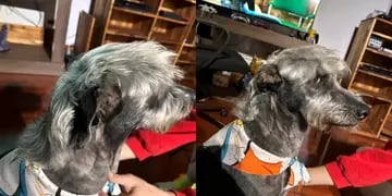 Llevó a su perro al veterinario, pidió que le hagan un corte de pelo y el resultado explotó en Twitter