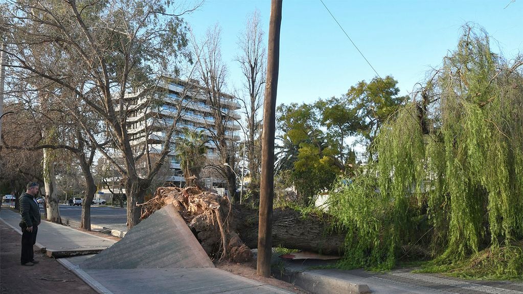 El Gran Mendoza provocó la caída de árboles y postes de luz entre otros destrozos. Un árbol de grandes dimensiones cayó sobre la avenida Boulogne Sur Mer. Foto: Marcelo Rolland / Los Andes