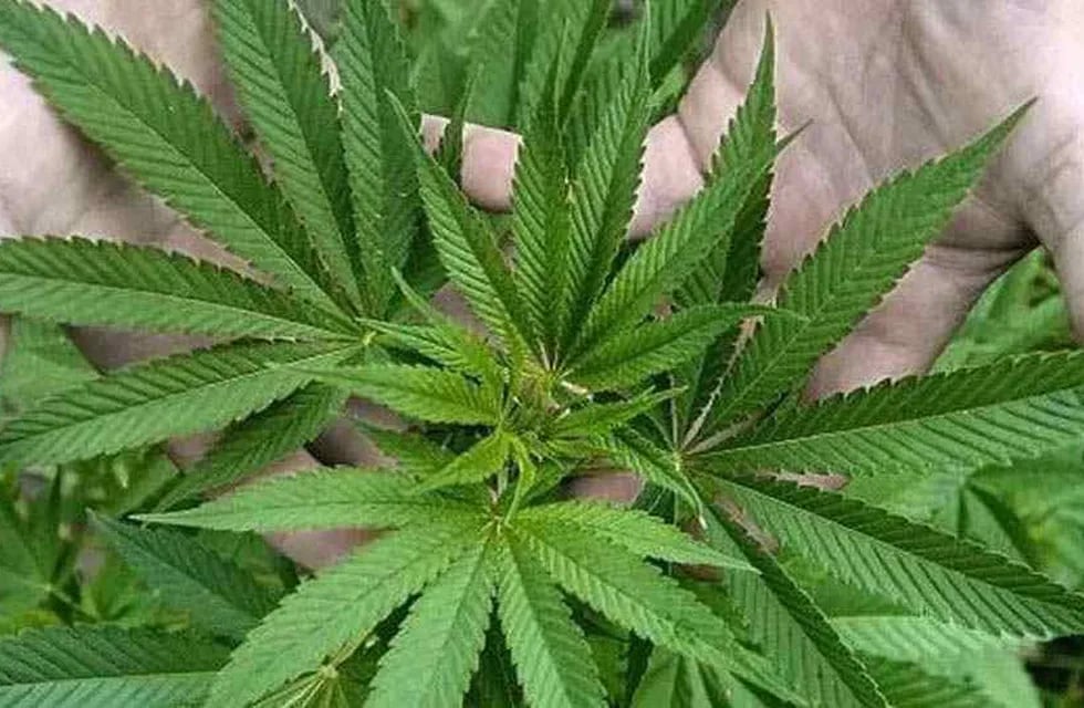 Sativa, Planta con la que se hace el cannabis. Foto: Archivo