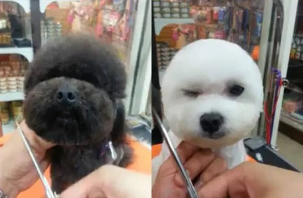 Esos raros peinados nuevos... para perros