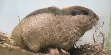 Descubren dos nuevas especies de roedores tuco-tucos