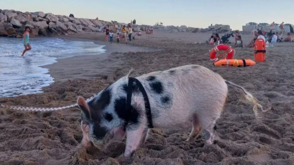 La poco convencional mascota disfrutó del mar y la playa