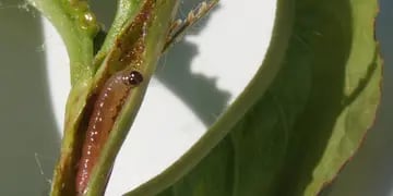 Larva de grafolita en brote