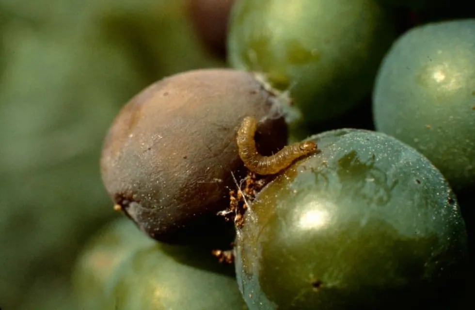 La Lobesia Botrana es una de las principales amenazas de la vitivinicultura argentina. - Archivo / Los Andes